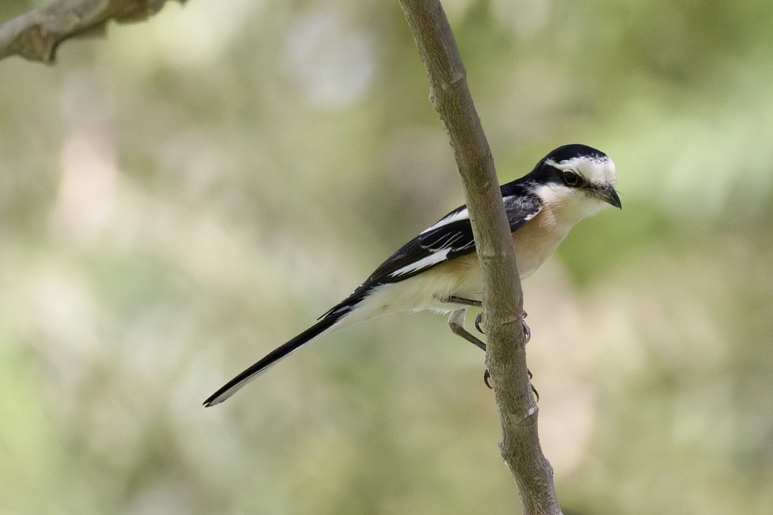 Averla mascherata - ML643041137