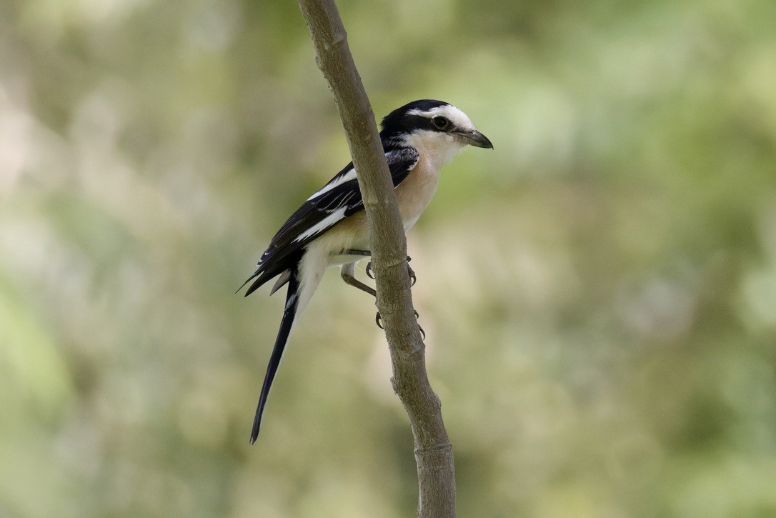 Averla mascherata - ML643041139