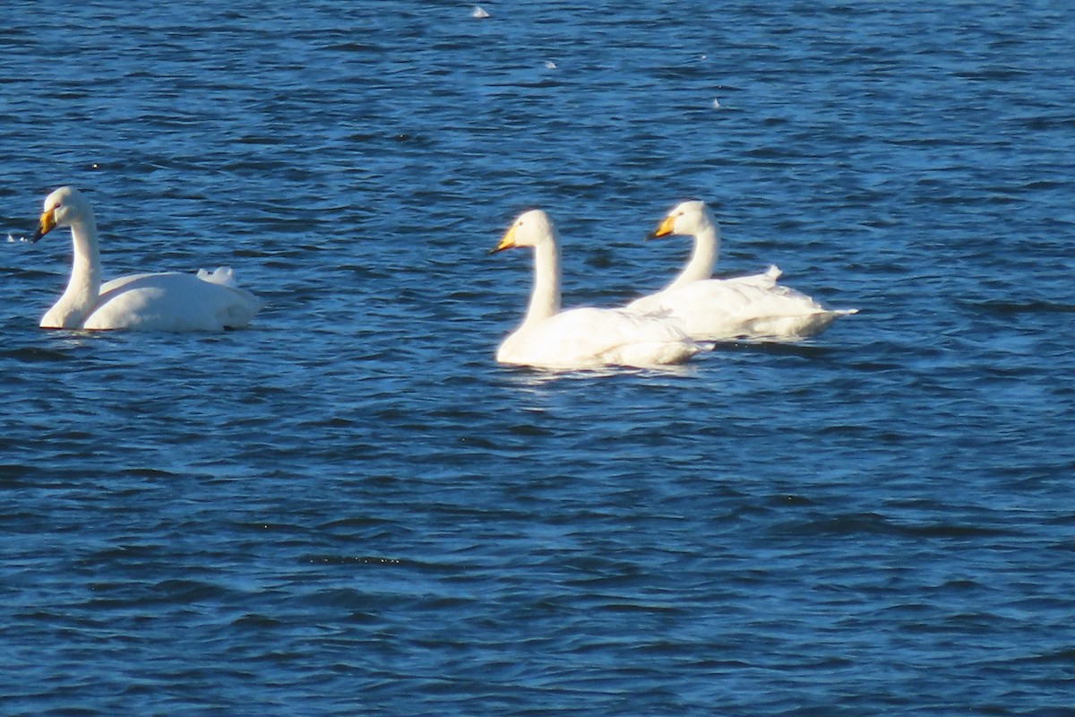 Whooper Swan - ML643041154
