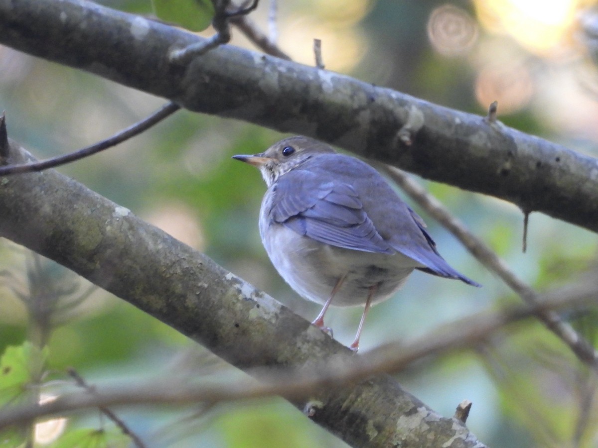 Gray-cheeked Thrush - ML643041197