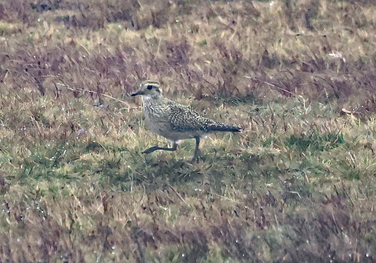 European Golden-Plover - ML643041215