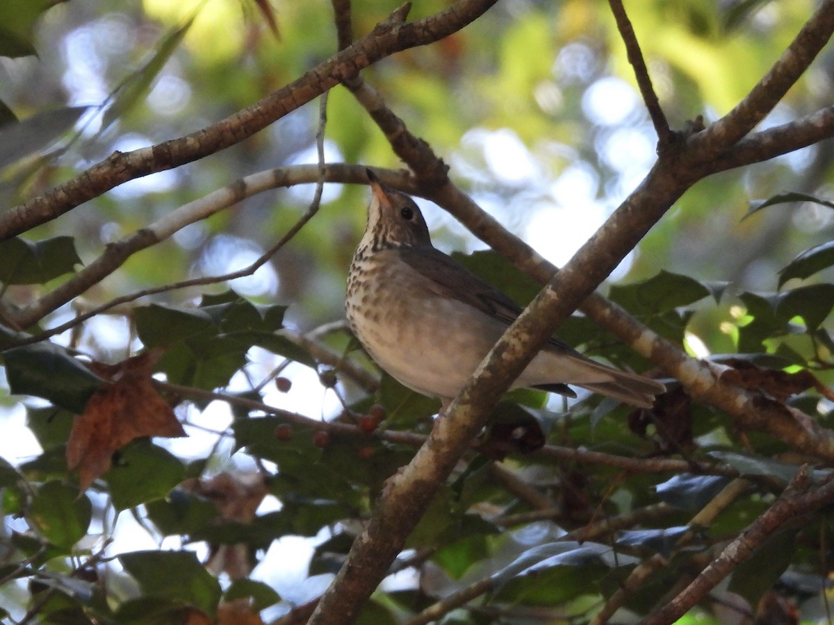 Gray-cheeked Thrush - ML643041216