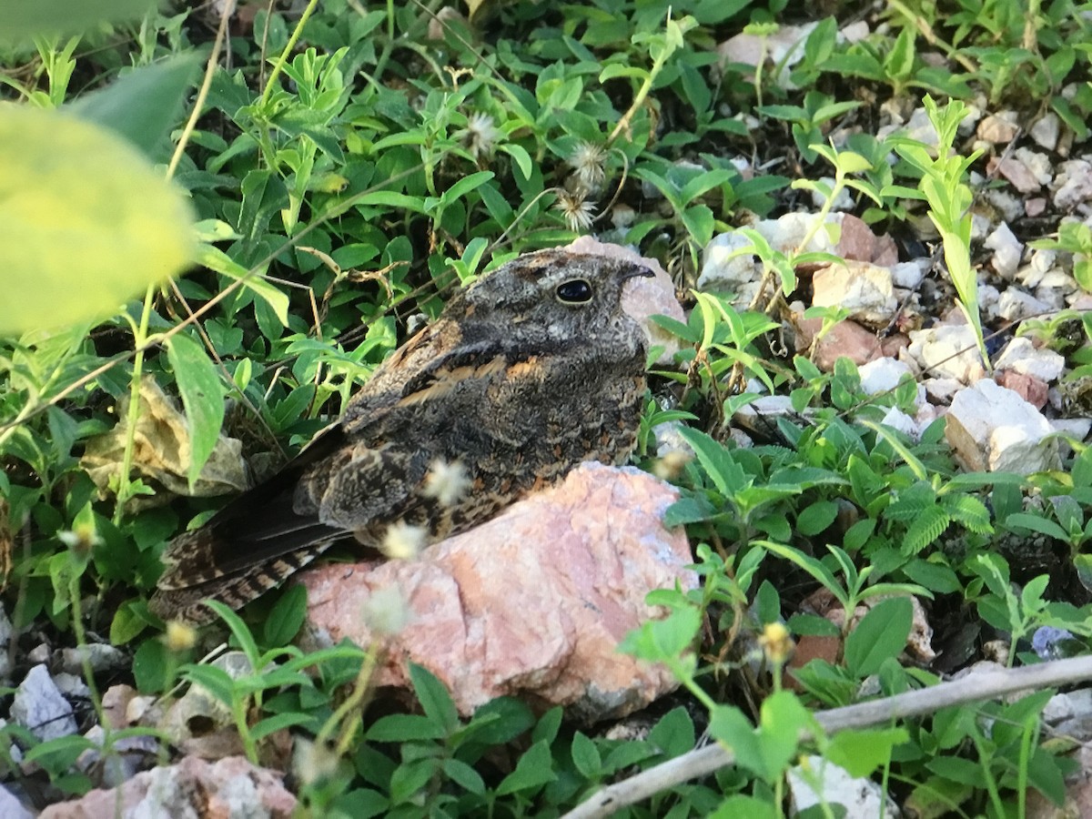 Savanna Nightjar - ML643041219