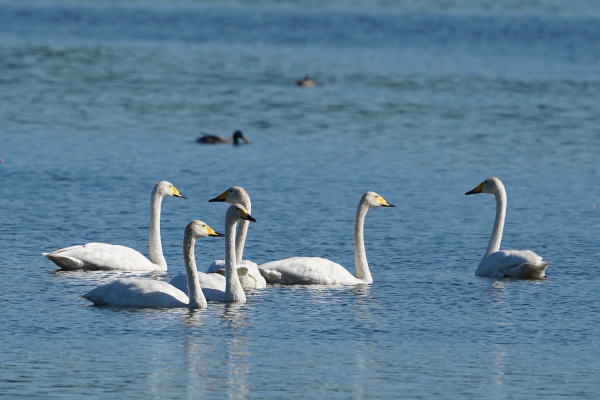 Cigno selvatico - ML643041221