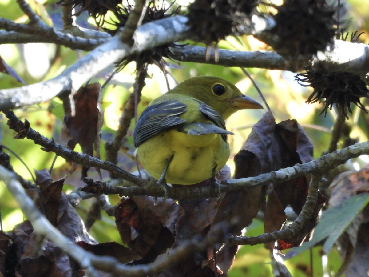 Scarlet Tanager - ML643041230