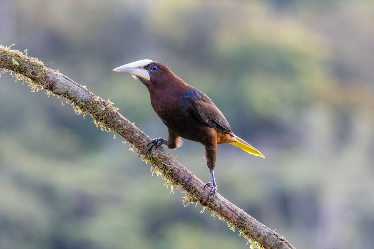 Chestnut-headed Oropendola - ML643041232