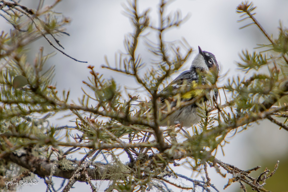 Yellow-rumped Warbler (Myrtle) - ML643041235