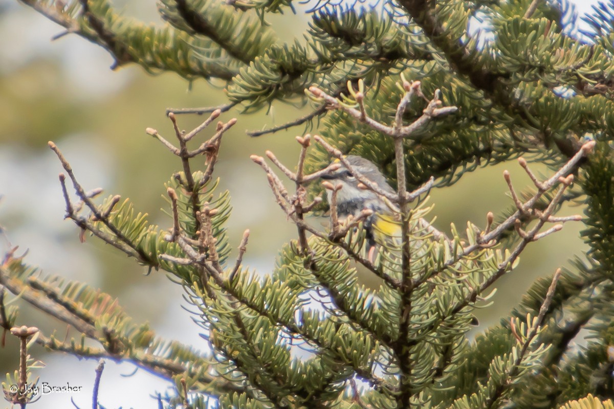 Yellow-rumped Warbler (Myrtle) - ML643041237
