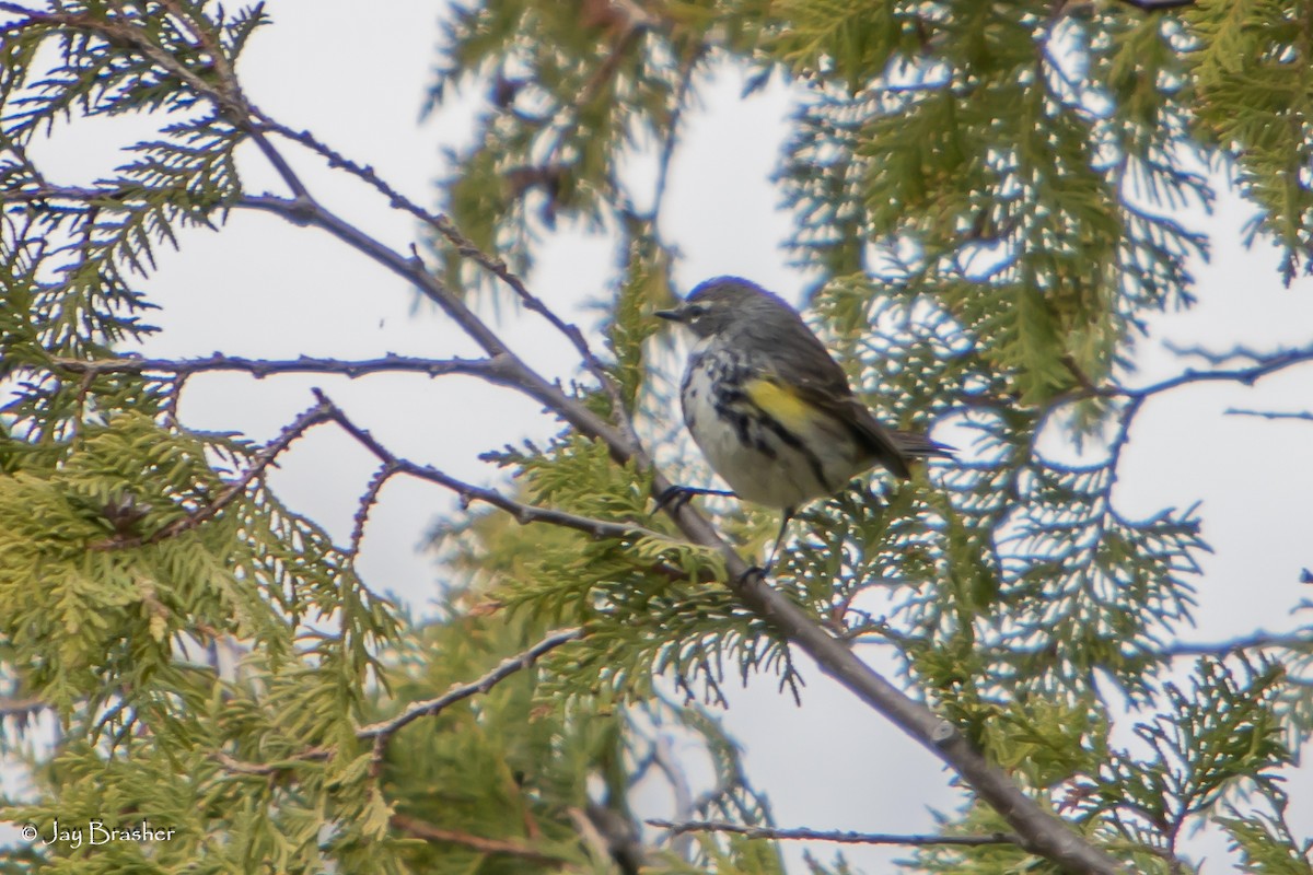 Yellow-rumped Warbler (Myrtle) - ML643041238
