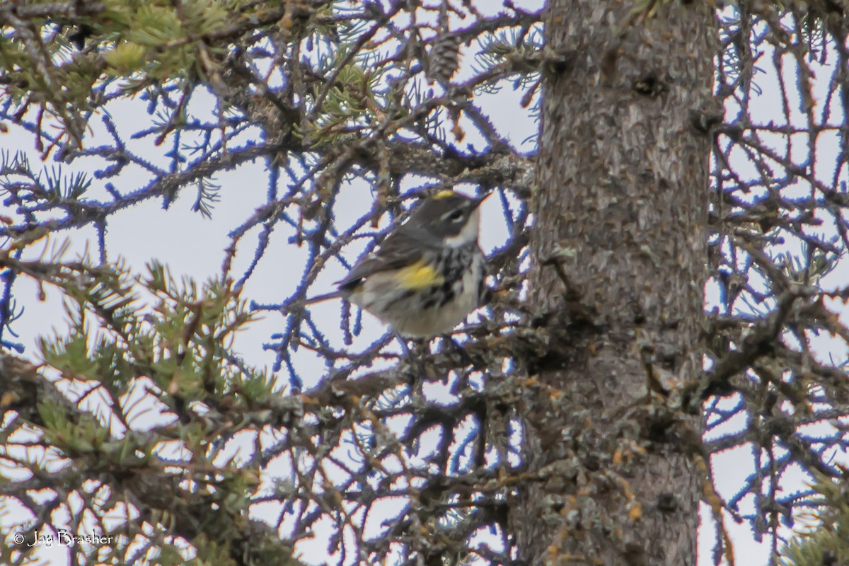 Yellow-rumped Warbler (Myrtle) - ML643041239