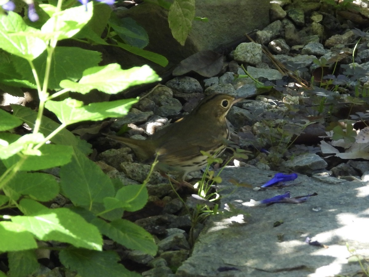 Ovenbird - ML643041242