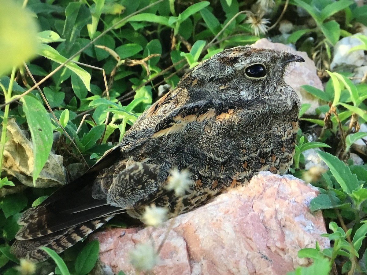 Savanna Nightjar - ML643041246