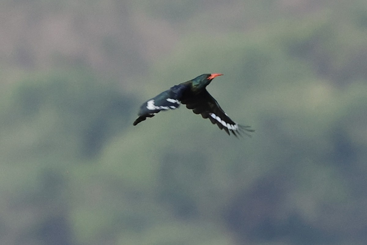 Green Woodhoopoe - ML643041268