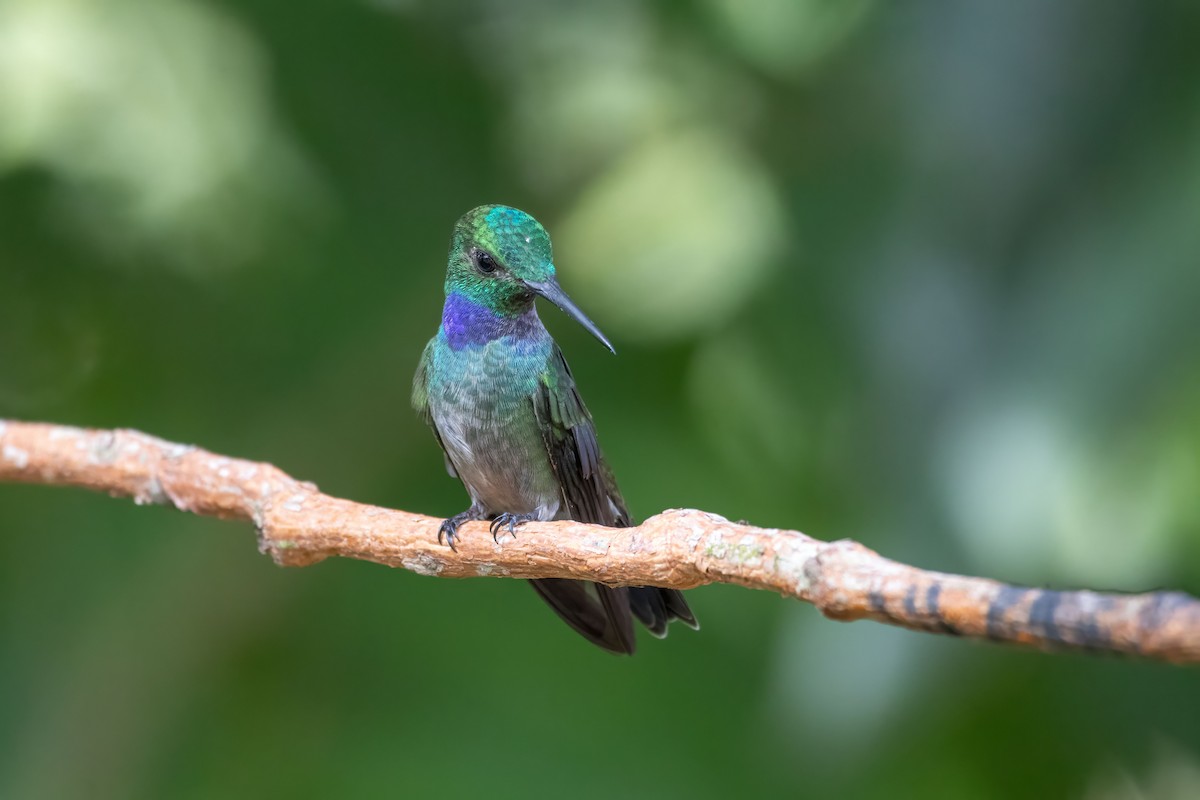 Blue-chested Hummingbird - ML643041281