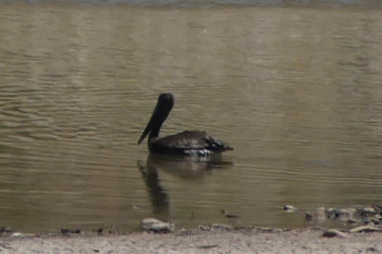 カッショクペリカン - ML643041295