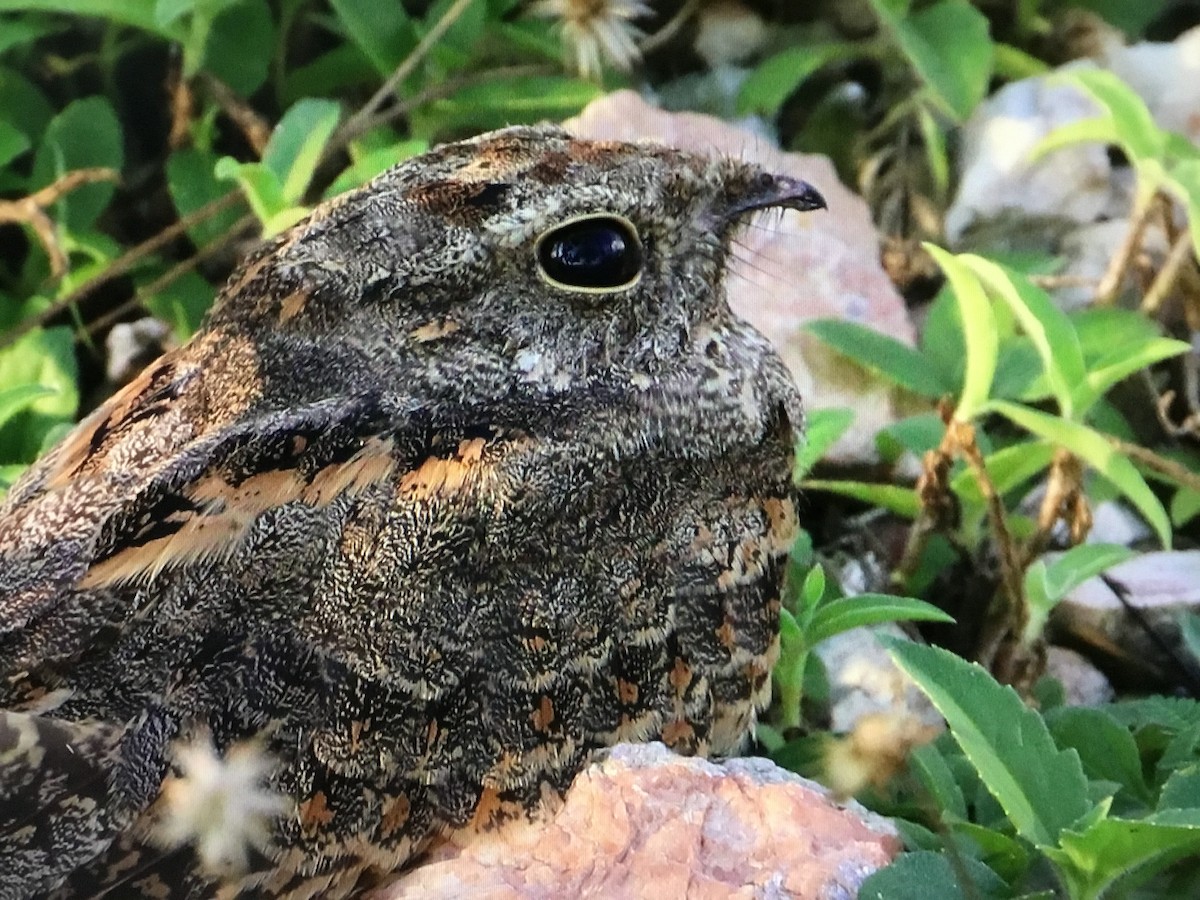 Savanna Nightjar - ML643041297