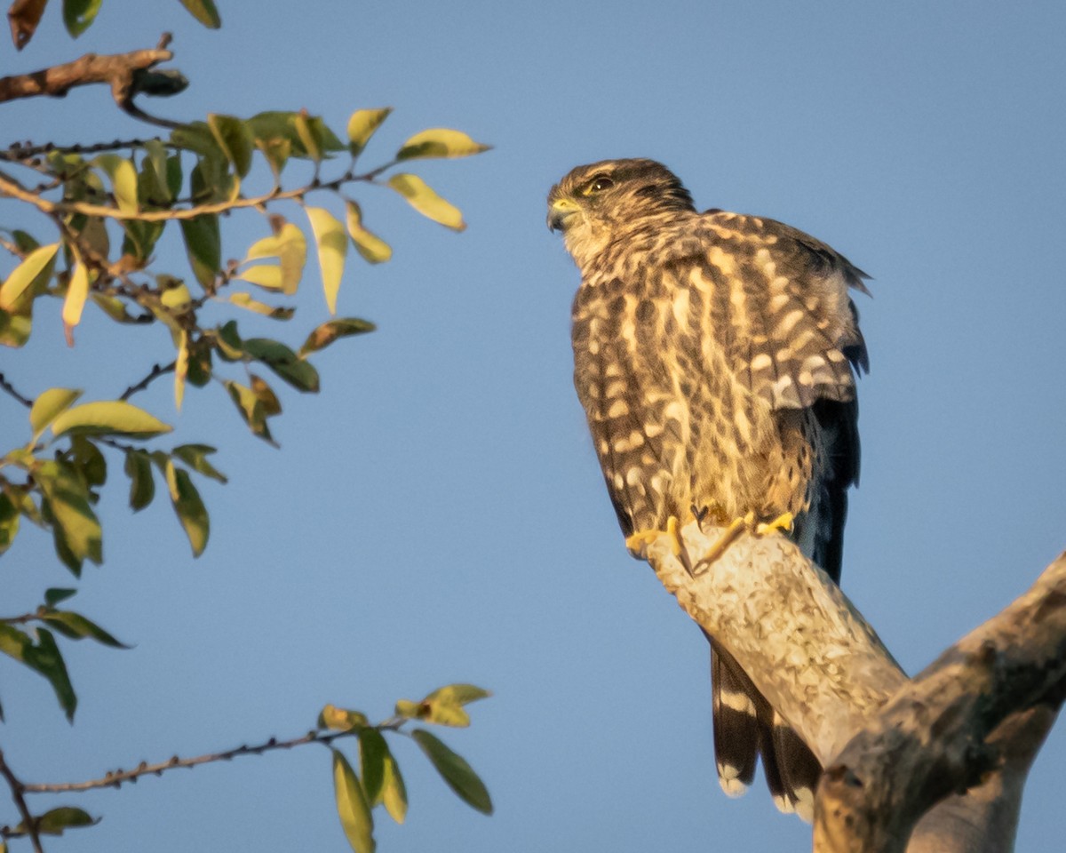 Merlin - ML643041305