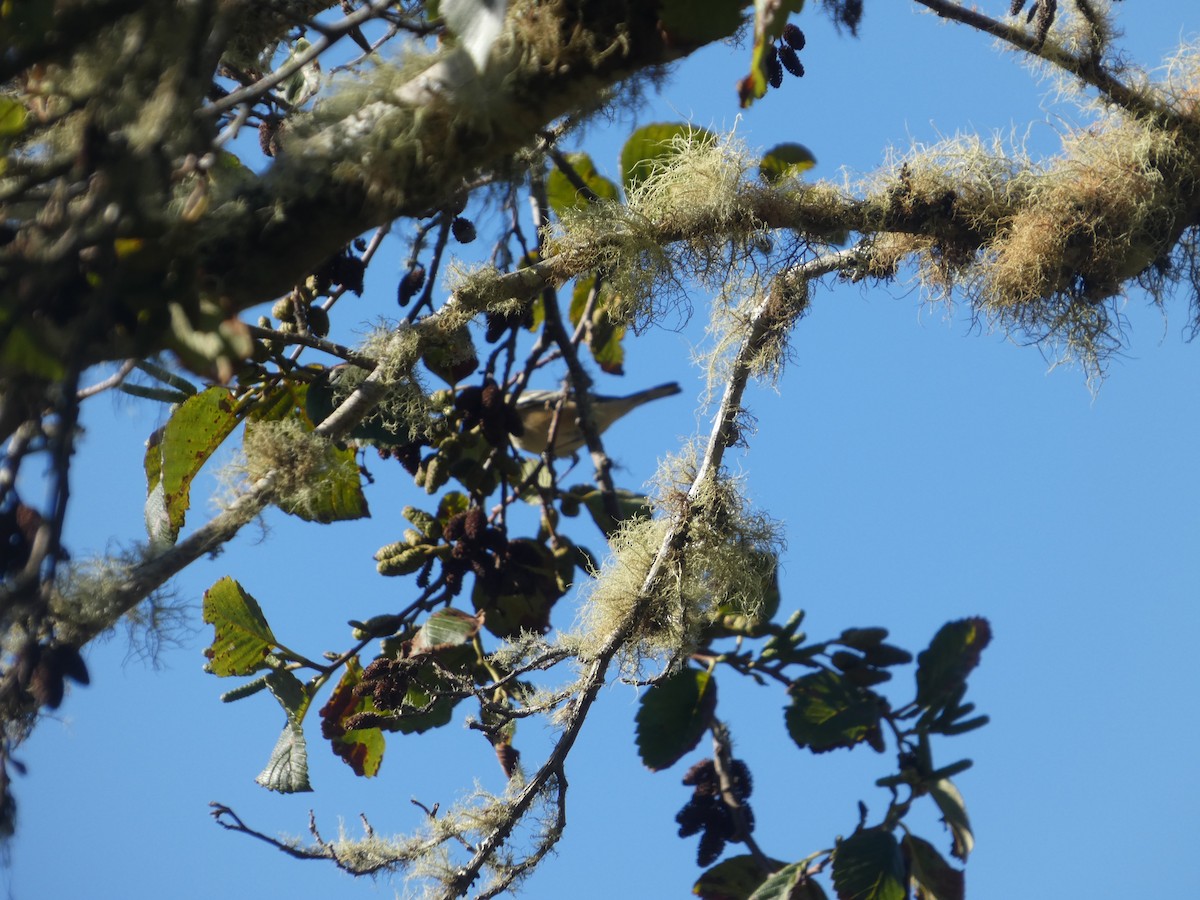 Bay-breasted Warbler - ML643041311