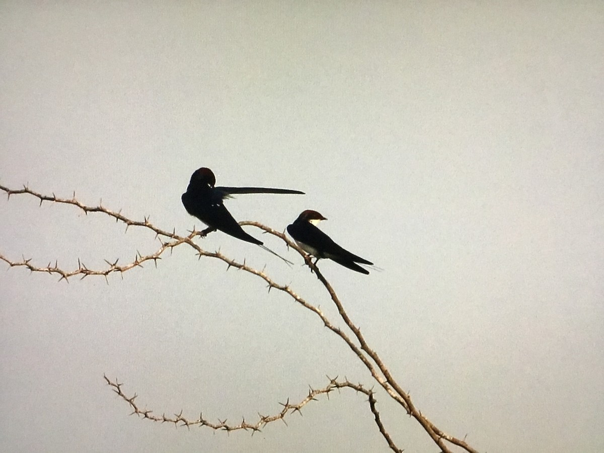 Wire-tailed Swallow - ML643041322