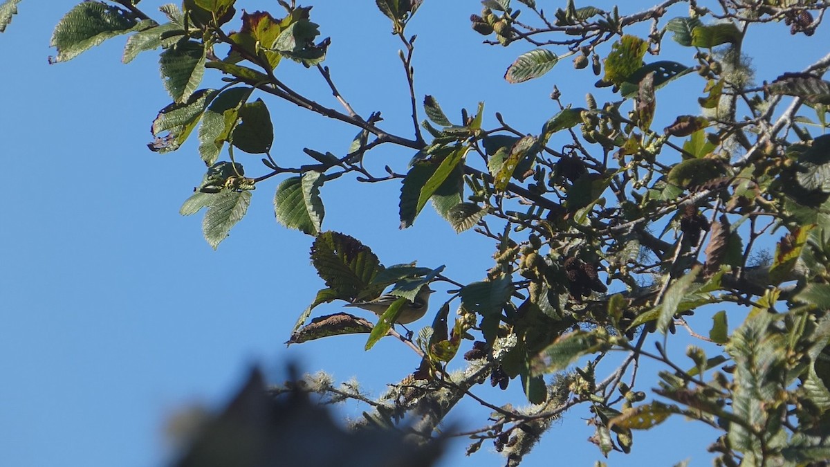 Bay-breasted Warbler - ML643041325