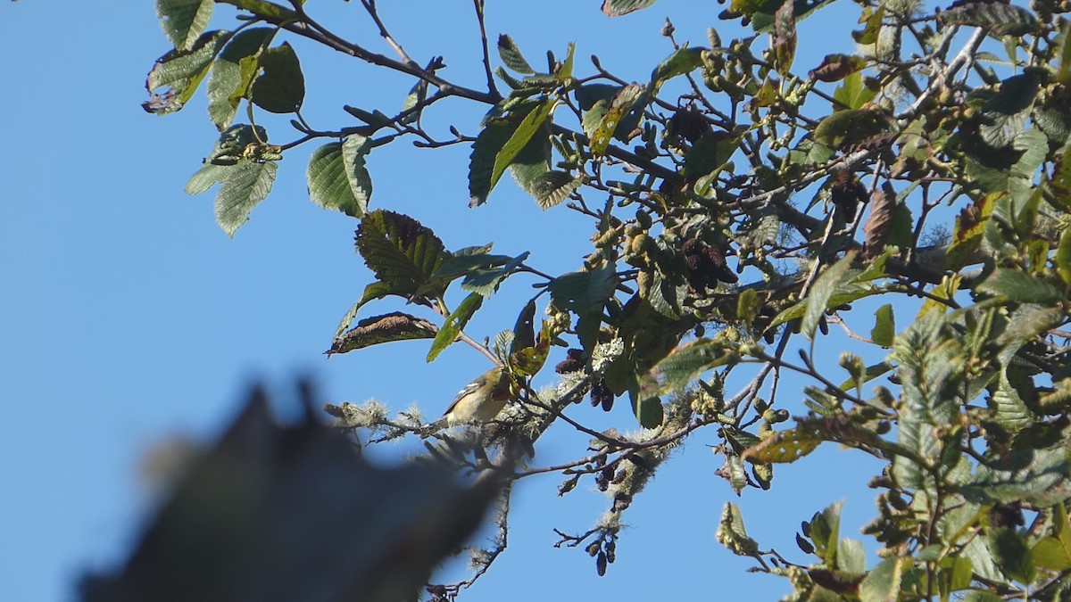 Bay-breasted Warbler - ML643041333