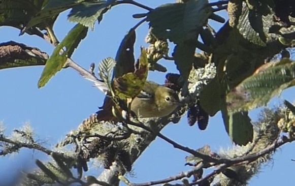 Bay-breasted Warbler - ML643041362