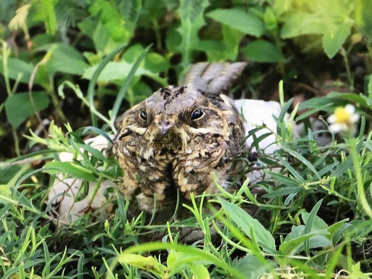 Indian Nightjar - ML643041363