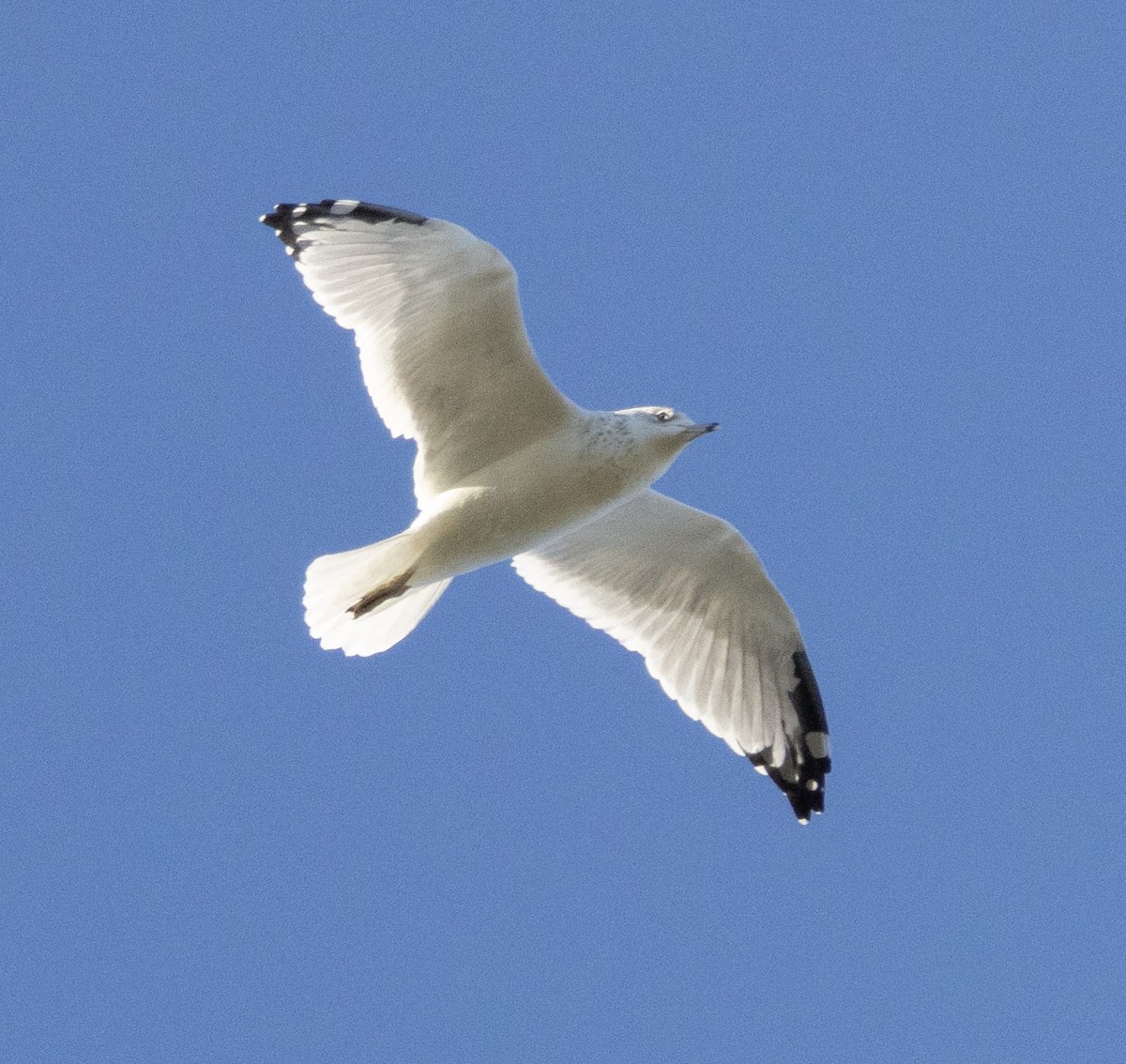 Ring-billed Gull - ML643041364