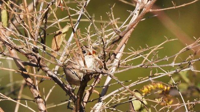 Northern House Wren - ML643041371
