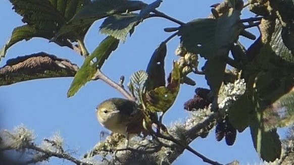 Bay-breasted Warbler - ML643041376