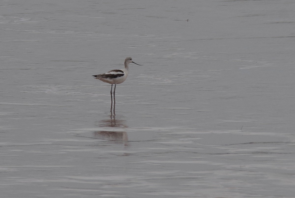 American Avocet - ML643041401