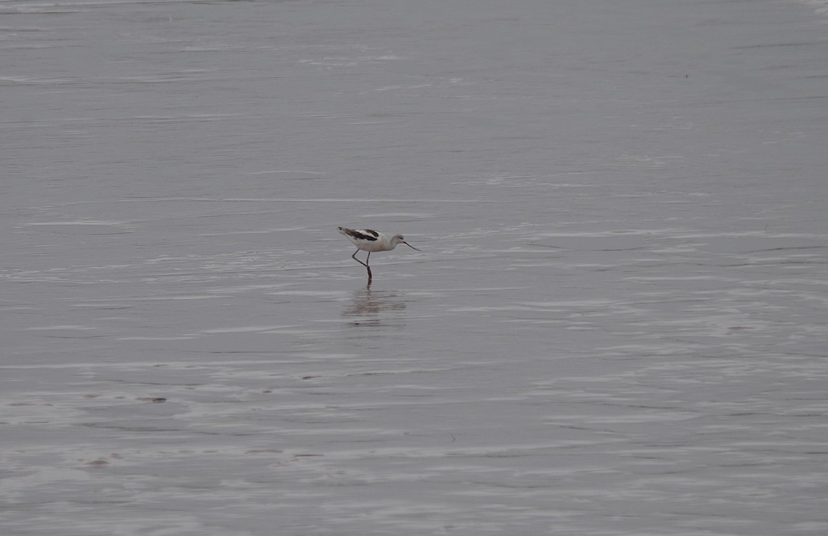 American Avocet - ML643041402