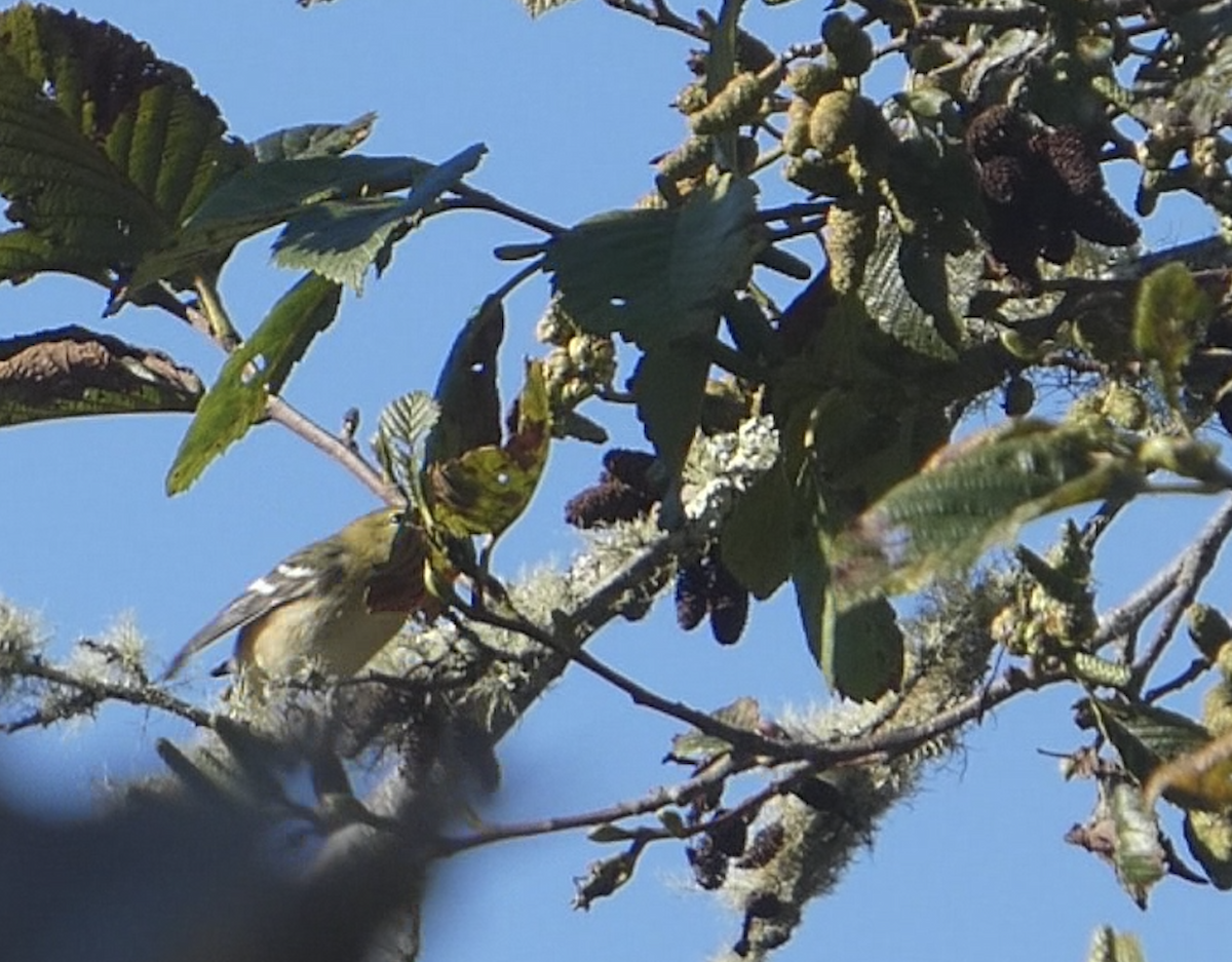 Bay-breasted Warbler - ML643041405