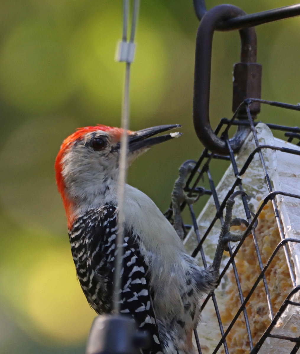 Red-bellied Woodpecker - ML643041406