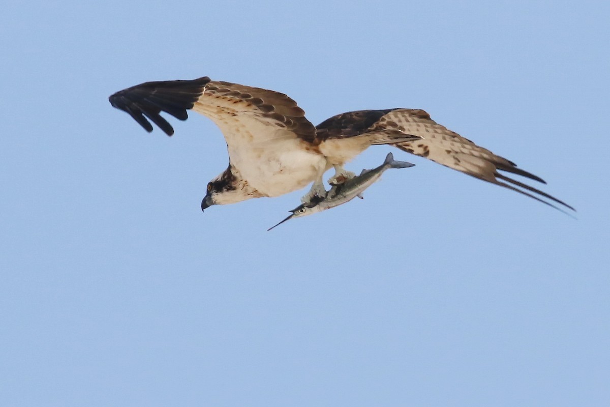 Osprey - ML643041409