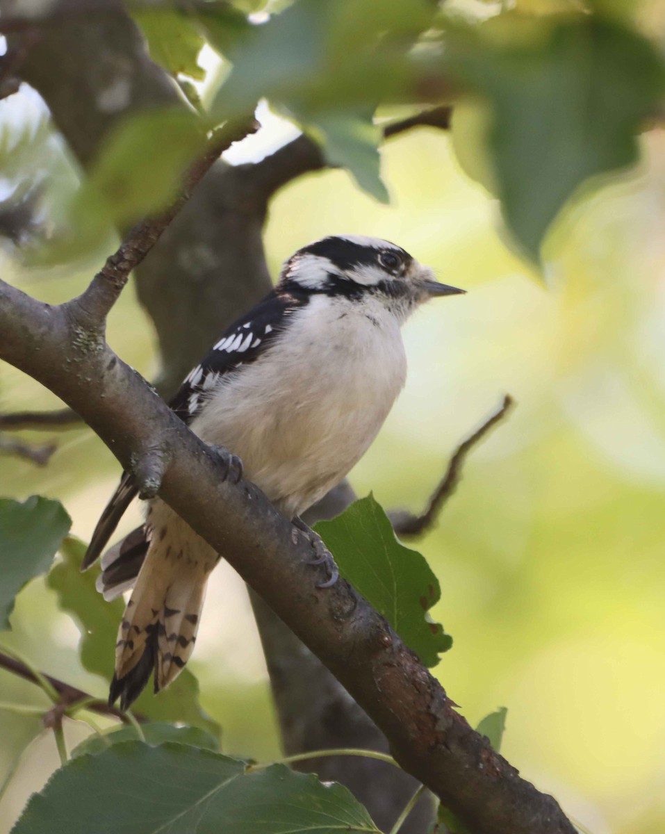 Downy Woodpecker - ML643041425