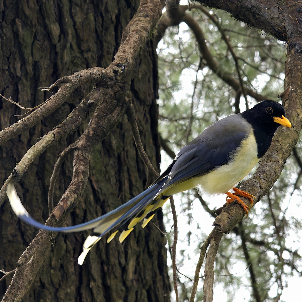 Yellow-billed Blue-Magpie - ML643041427