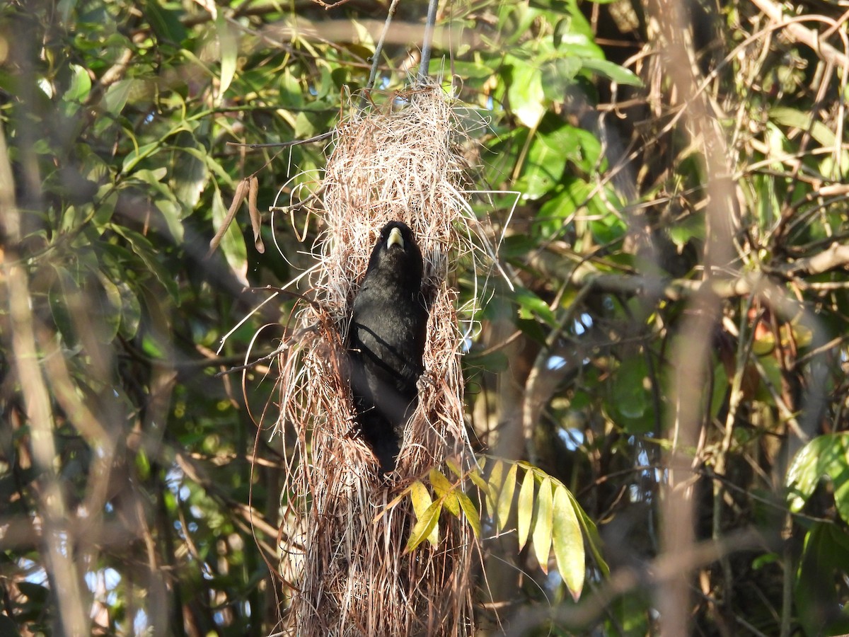Solitary Black Cacique - ML643041428