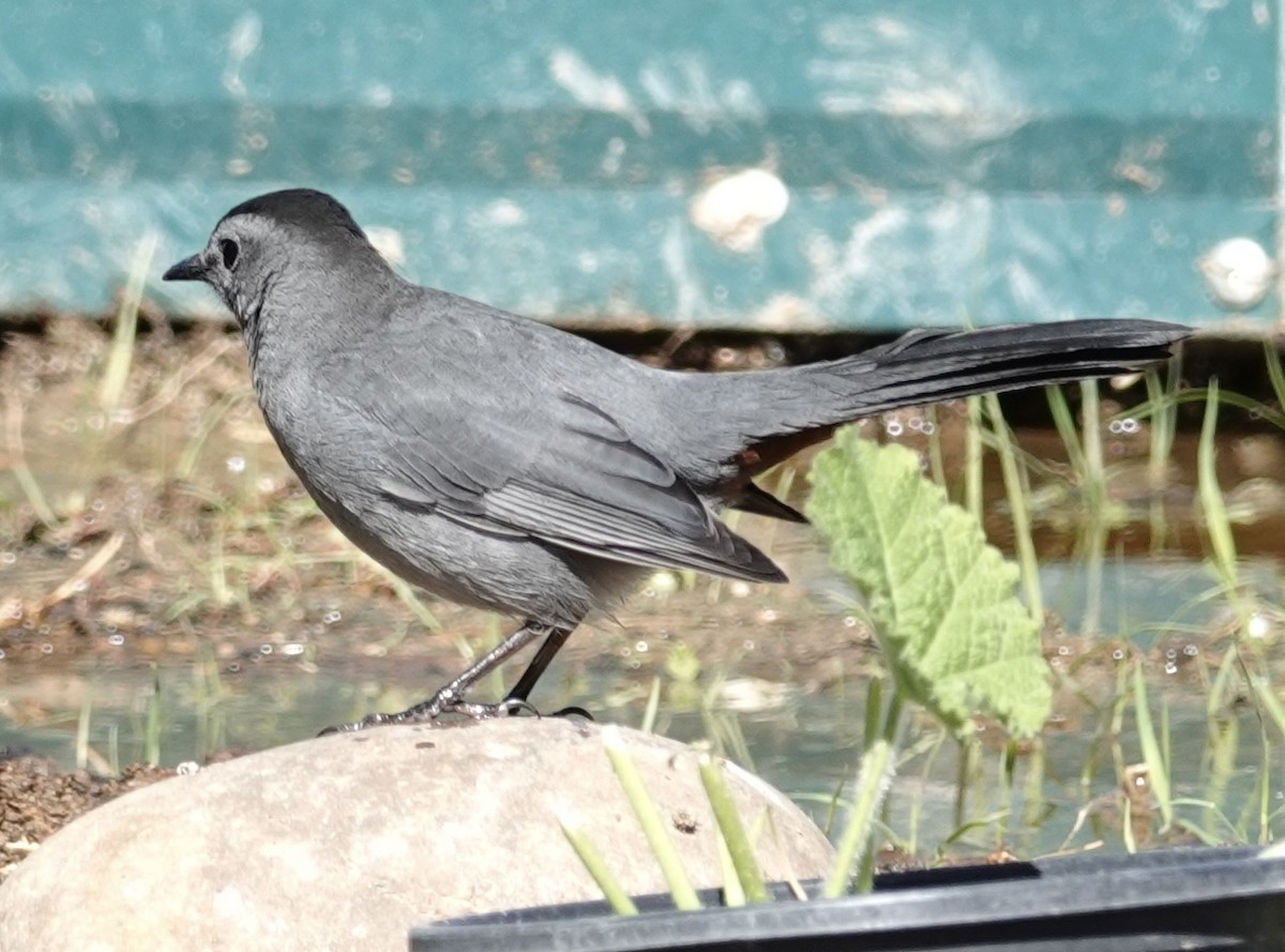 Gray Catbird - ML643041431