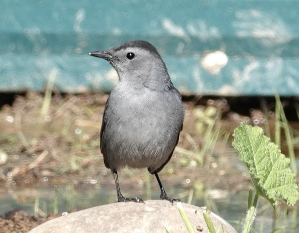 Gray Catbird - ML643041432