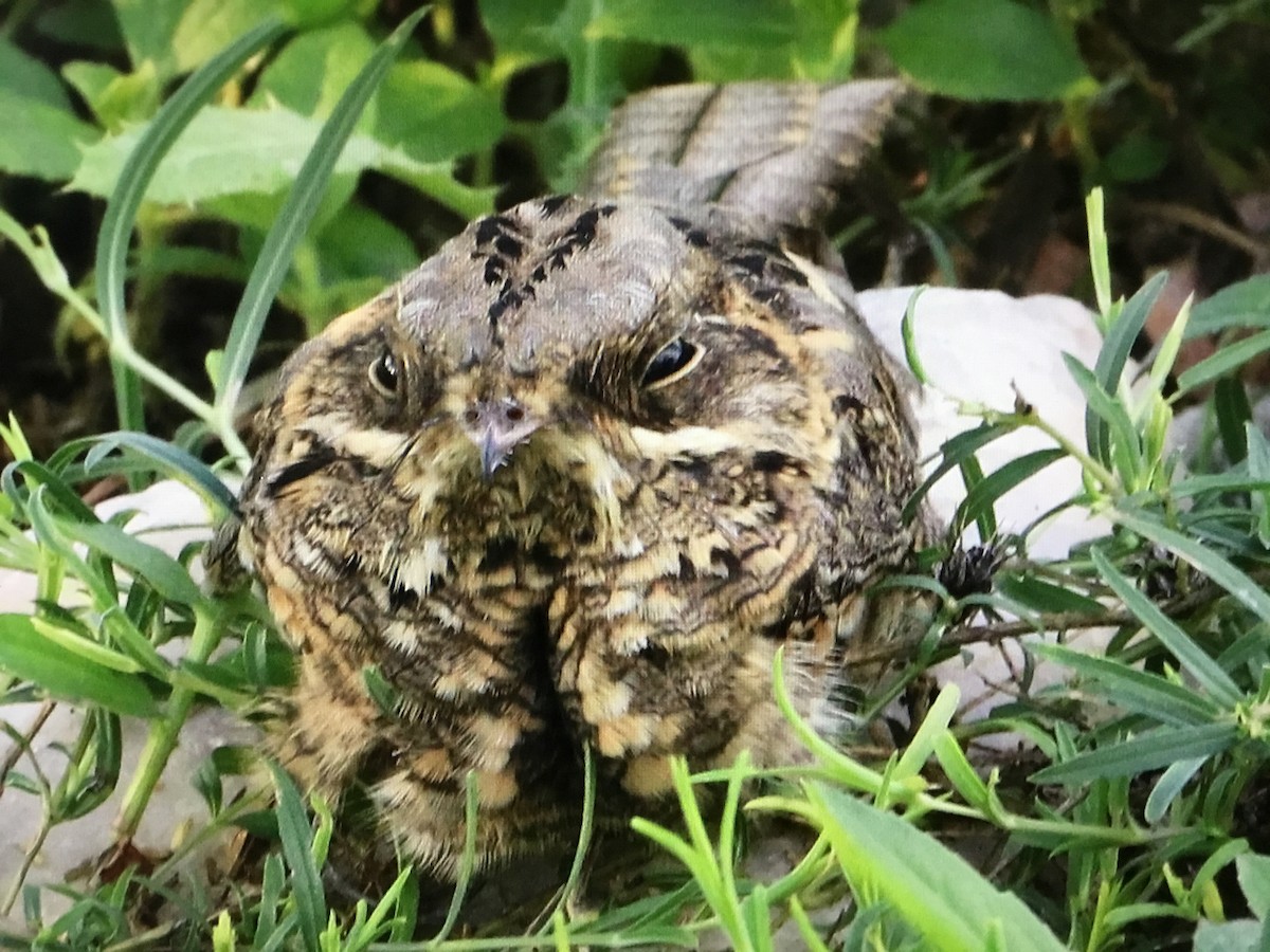 Indian Nightjar - ML643041433