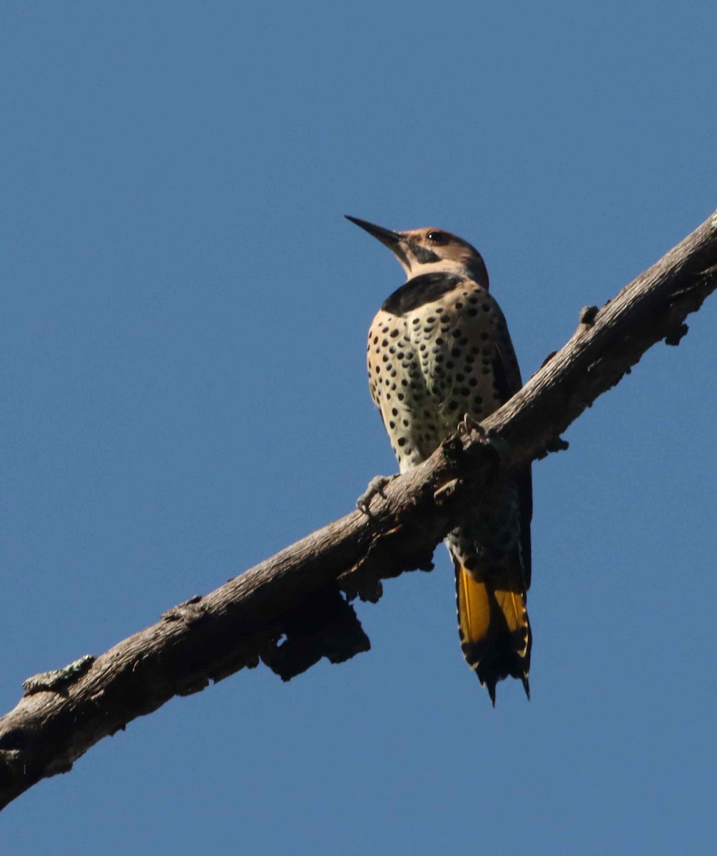 Northern Flicker - ML643041437
