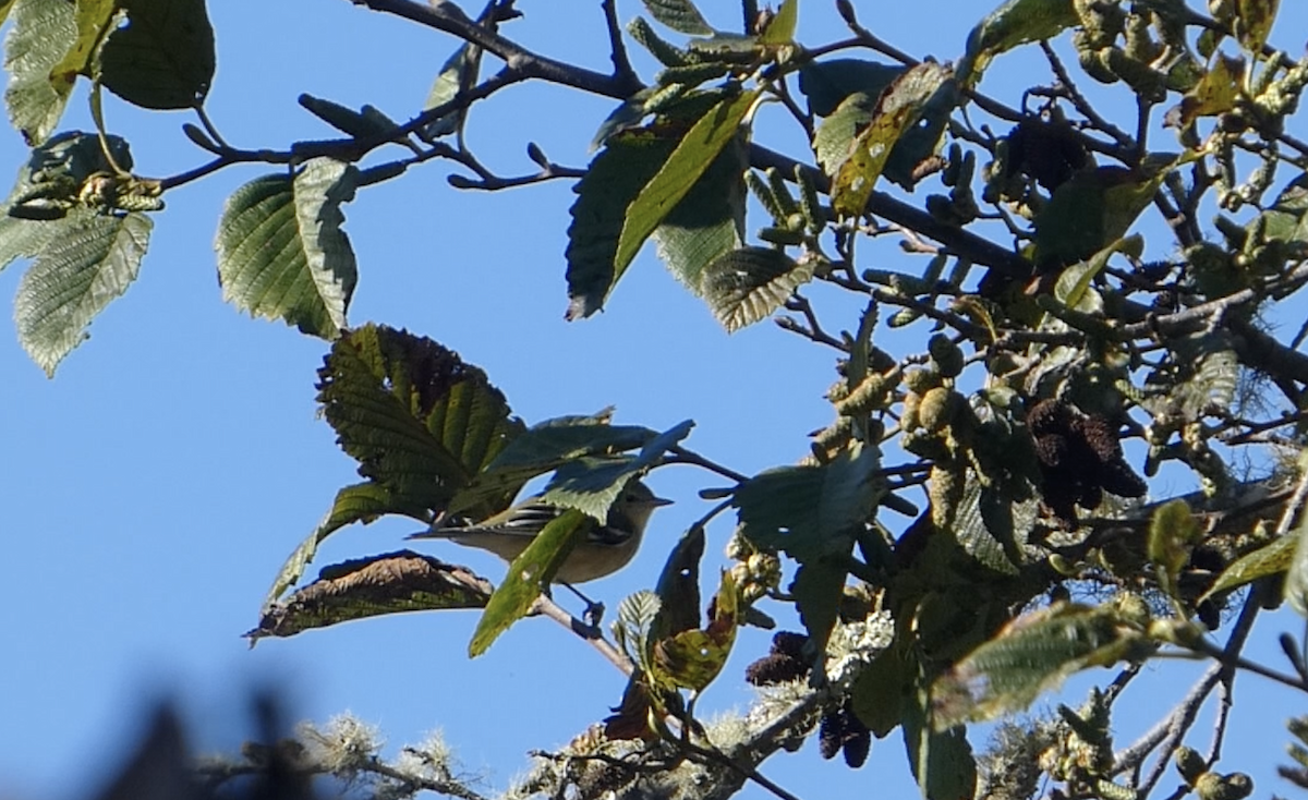 Bay-breasted Warbler - ML643041448