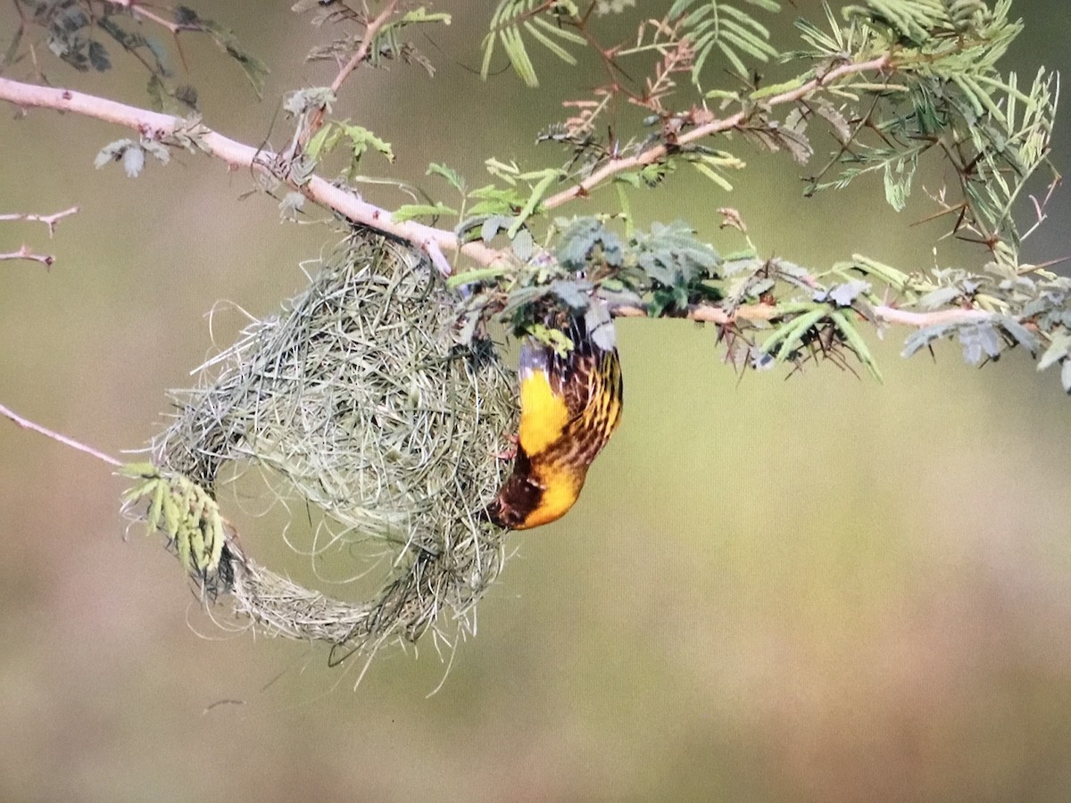 Baya Weaver - ML643041462