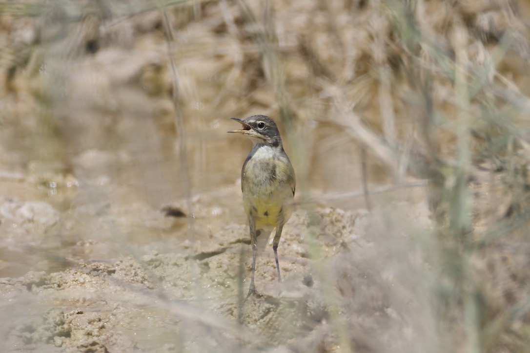 Western Yellow Wagtail - ML643041469