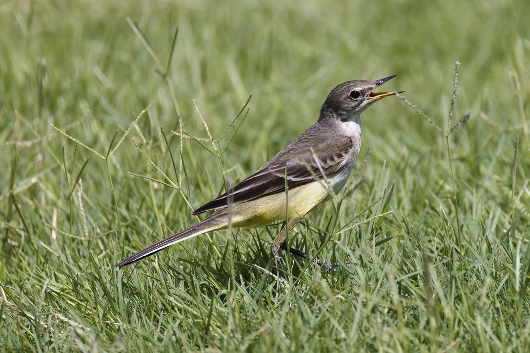 Western Yellow Wagtail - ML643041470