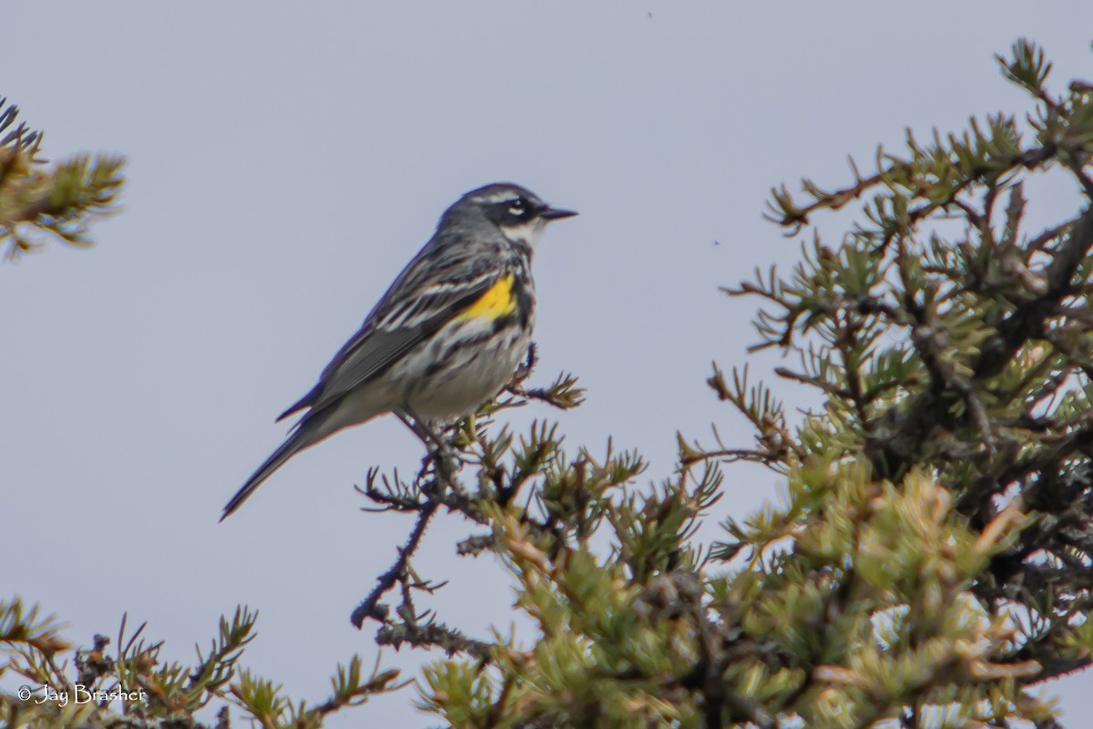 Yellow-rumped Warbler (Myrtle) - ML643041478