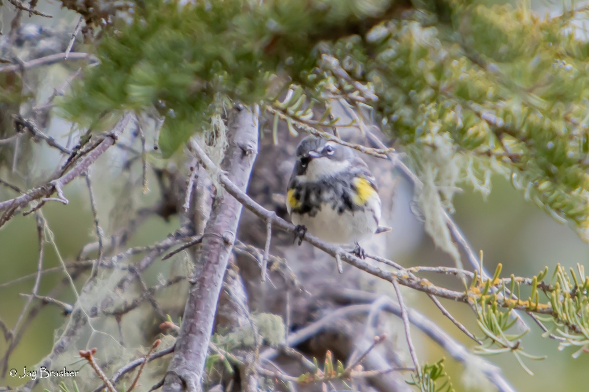 Yellow-rumped Warbler (Myrtle) - ML643041479