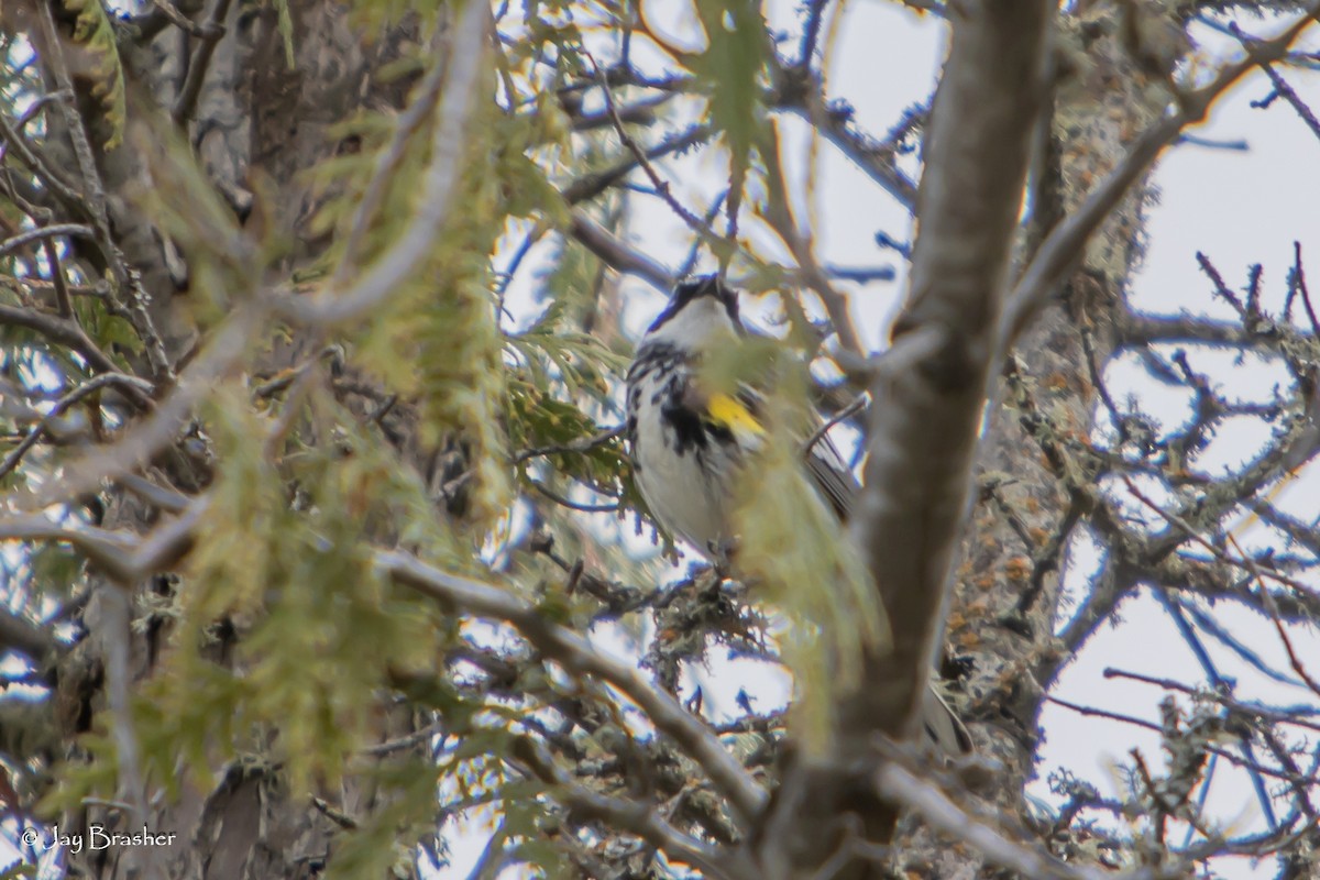 Yellow-rumped Warbler (Myrtle) - ML643041480