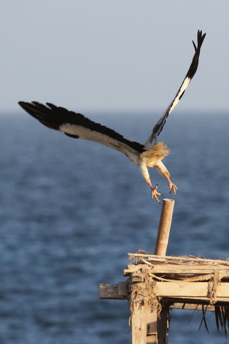 Egyptian Vulture - ML643041482